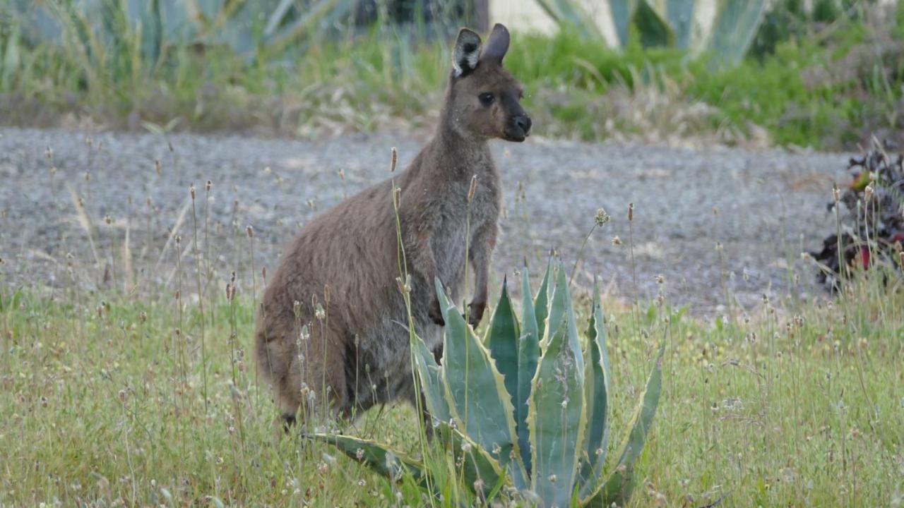 Emu Bay Holiday Homes Luaran gambar